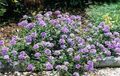 园林花卉 马鞭草, Verbena 紫丁香 照