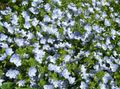 Garden Flowers Brooklime, Veronica light blue Photo