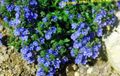 Garden Flowers Brooklime, Veronica blue Photo