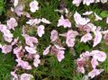 Garden Flowers Brooklime, Veronica pink Photo