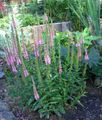 Garden Flowers Longleaf Speedwell, Veronica longifolia pink Photo