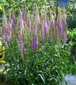 Garden Flowers Longleaf Speedwell, Veronica longifolia purple Photo