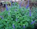 Garden Flowers Longleaf Speedwell, Veronica longifolia blue Photo