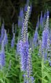 bleu ciel Fleur Longleaf Speedwell Photo et les caractéristiques