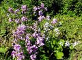 Garden Flowers Sweet rocket, Dame's Rocket, Hesperis lilac Photo