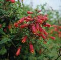 Chilean glory flower, Eccremocarpus scaber red Photo