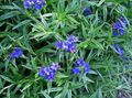 Garden Flowers Field Gromwell, Corn Gromwell, Buglossoides purpurocaerulea, Lithospermum arvense blue Photo