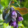 lila  Honeywort, Blau Garnelen Pflanze, Blau Wachsblume Foto und Merkmale