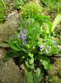 lilac Flower Wulfenia Photo and characteristics