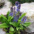 blau Blume Wulfenia Foto und Merkmale