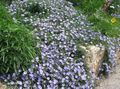 Garden Flowers Blue rock bindweed, Convolvulus sabatius light blue Photo