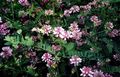 Gartenblumen Kronenwicke, Coronilla rosa Foto