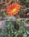 orange  Fleur De Trésor Photo et les caractéristiques