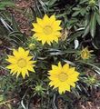 jaune  Fleur De Trésor Photo et les caractéristiques