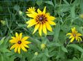 yellow  Blanket Flower Photo and characteristics