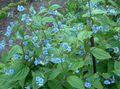 hellblau Blume Blau Stickseed Foto und Merkmale