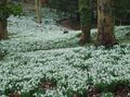 Garden Flowers Snowdrop, Galanthus white Photo
