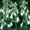 white Flower Berg Lily, Summer Hyacinth, Cape Hyacinth Photo and characteristics