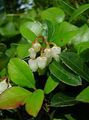 white Flower Gaultheria, Checkerberry Photo and characteristics