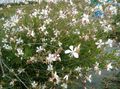 Gartenblumen Gaura weiß Foto