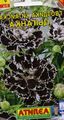 black Flower Dianthus, China Pinks Photo and characteristics