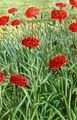 red Flower Carnation Photo and characteristics
