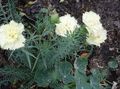 white Flower Carnation Photo and characteristics