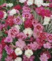 Gartenblumen Nelke, Dianthus caryophyllus rosa Foto
