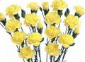 yellow Flower Carnation Photo and characteristics