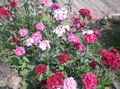 Garden Flowers Sweet William, Dianthus barbatus pink Photo