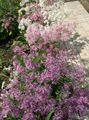 lilac Flower Dianthus perrenial Photo and characteristics