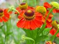 Sonnenbraut, Helens Blume, Thun Daisy, Helenium autumnale rot Foto