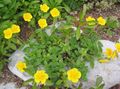 yellow Flower Rock rose Photo and characteristics