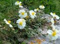 Have Blomster Zistrose, Helianthemum hvid Foto