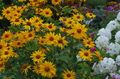 yellow  False Sunflower, Ox-eye, Sunflower Heliopsis Photo and characteristics