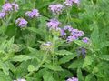 lilac Flower Heliotrope, Cherry pie plant Photo and characteristics