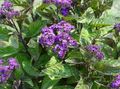 purple Flower Heliotrope, Cherry pie plant Photo and characteristics