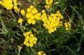 Garden Flowers Paper Daisy, Sunray, Helipterum yellow Photo