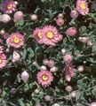 Garden Flowers Paper Daisy, Sunray, Helipterum pink Photo