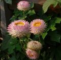 pink  Strawflowers, Paper Daisy Photo and characteristics