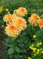 Gartenblumen Dahlie, Dahlia orange Foto