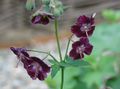 burgundy Flower Hardy geranium, Wild Geranium Photo and characteristics