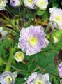 lilas Fleur Géranium Vivace, Géranium Sauvage Photo et les caractéristiques