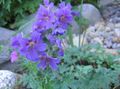 Bahçe Çiçekleri Cesur Sardunya, Yabani Sardunya, Geranium mavi fotoğraf