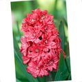 red Flower Dutch Hyacinth Photo and characteristics