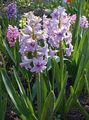lilac Flower Dutch Hyacinth Photo and characteristics