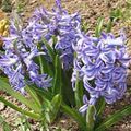 Garden Flowers Dutch Hyacinth, Hyacinthus light blue Photo