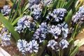 Hage blomster Hyacinthella Pallasiana lyse blå Bilde