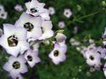 blanc Fleur Gilia, Yeux De Oiseaux Photo et les caractéristiques