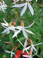 Garden Flowers Bowmans root, , Gillenia trifoliata white Photo